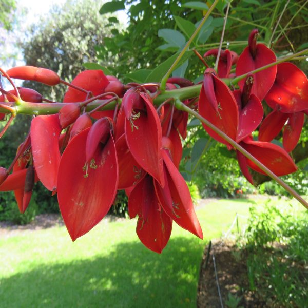 ERYTHRINA BLAKEI - Image 4