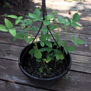 ERYTHRINA CRISTA-GALLI