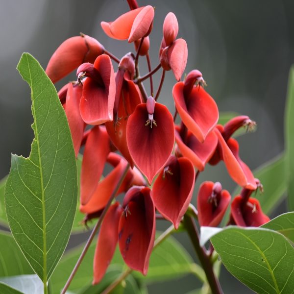 ERYTHRINA CRISTA-GALLI - Image 4