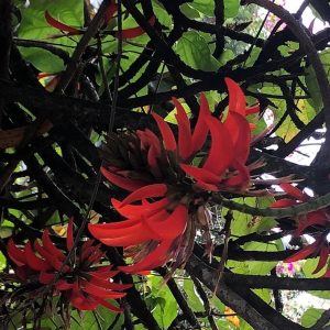 ERYTHRINA INDICA