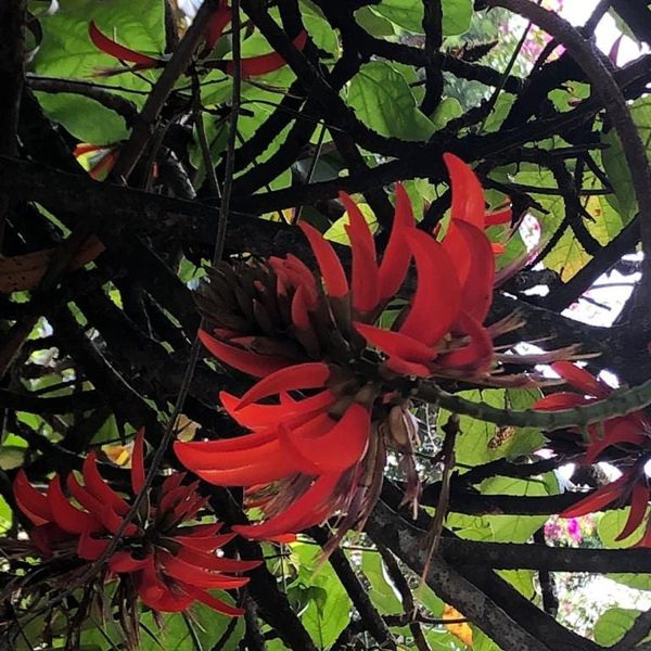 ERYTHRINA INDICA