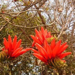 ERYTHRINA INDICA