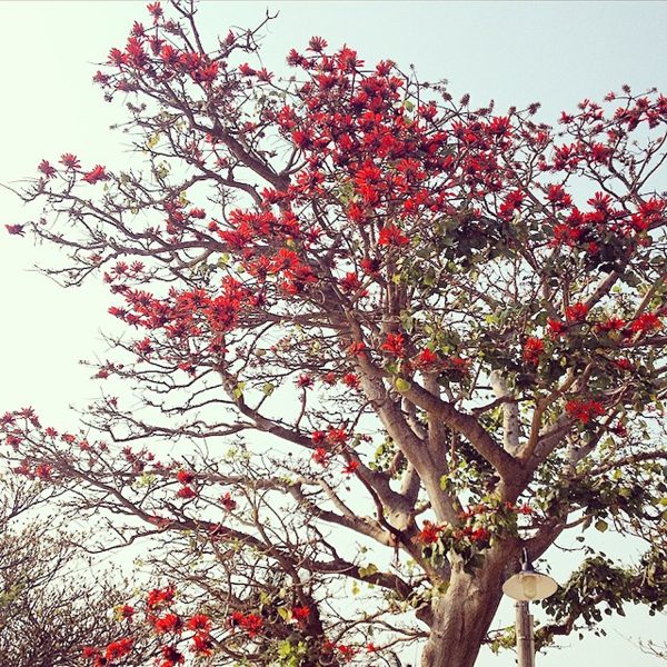 ERYTHRINA INDICA - Image 3