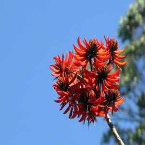 ERYTHRINA STRICTA