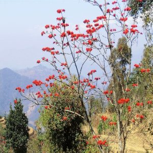 ERYTHRINA STRICTA