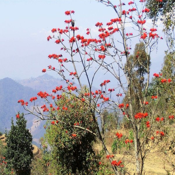 ERYTHRINA STRICTA - Image 2