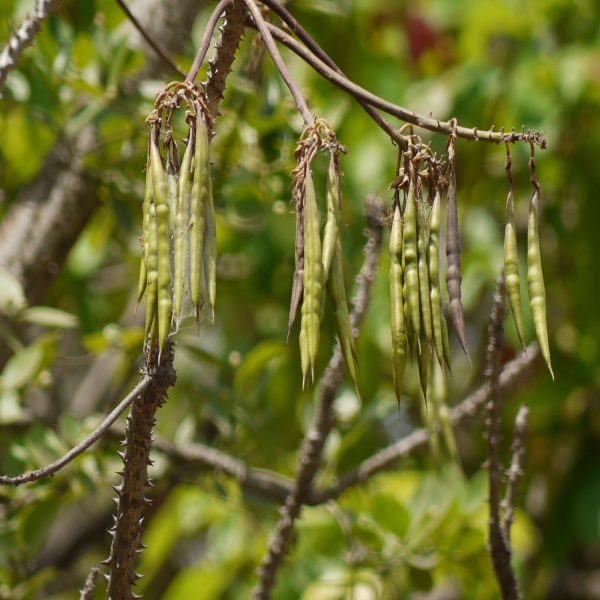 ERYTHRINA STRICTA - Image 3