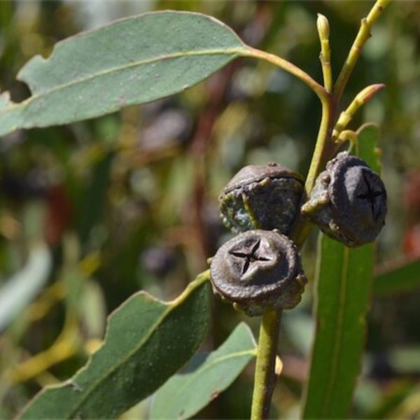 EUCALYPTUS GLOBULUS - Image 5