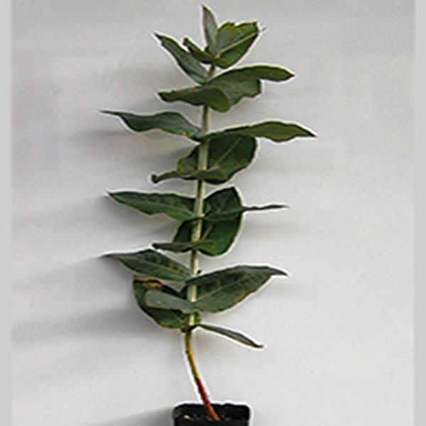 EUCALYPTUS GLOBULUS