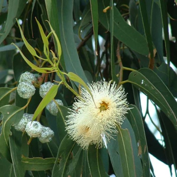 EUCALYPTUS GLOBULUS - Image 4