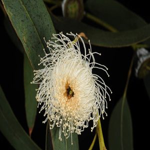 EUCALYPTUS GLOBULUS