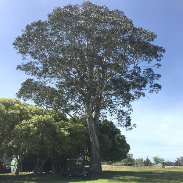 EUCALYPTUS GLOBULUS - Image 3