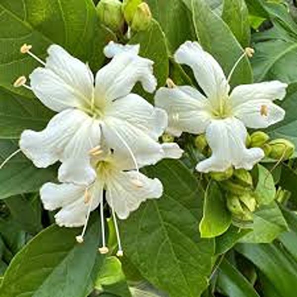 FARADAYA SPLENDIDA