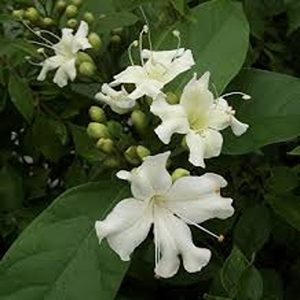 FARADAYA SPLENDIDA