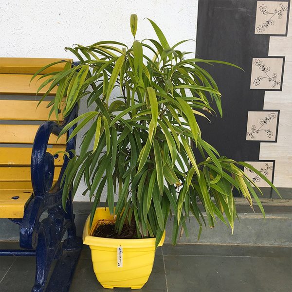 PHP-FICUS ALII - Image 5