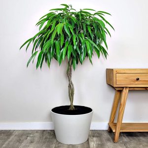 PHP-FICUS ALII
