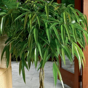 HP-FICUS ALII