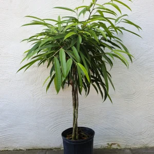PHP-FICUS ALII