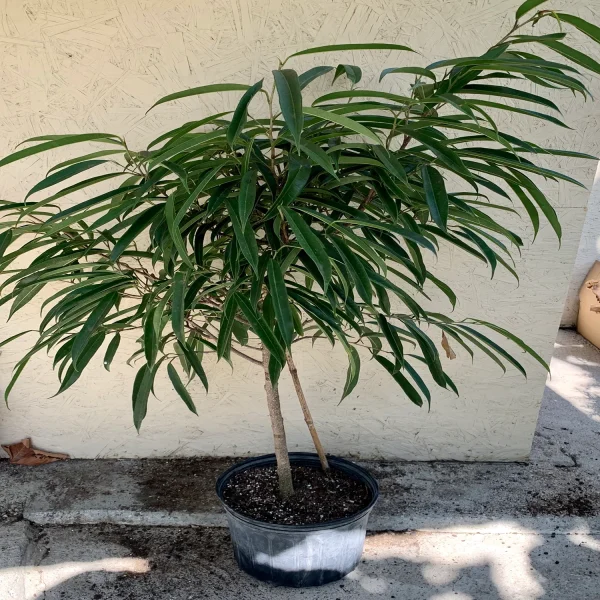 PHP-FICUS ALII - Image 4