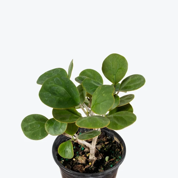 PHP-FICUS DIVERSIFOLIA - Image 2