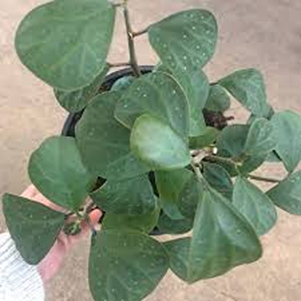 PHP-FICUS DIVERSIFOLIA - Image 3