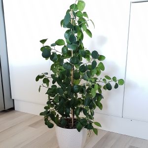 HP-FICUS DIVERSIFOLIA