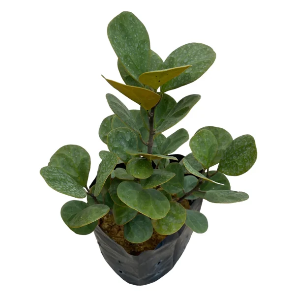 PHP-FICUS DIVERSIFOLIA