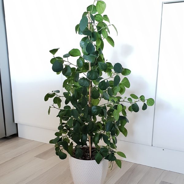 PHP-FICUS DIVERSIFOLIA - Image 4