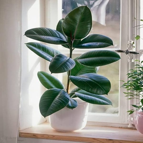PHP-FICUS ELASTICA - Image 3