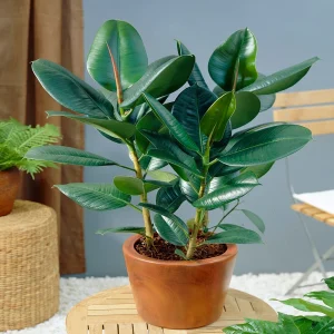 PHP-FICUS ELASTICA
