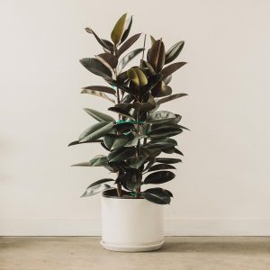 PHP-FICUS ELASTICA