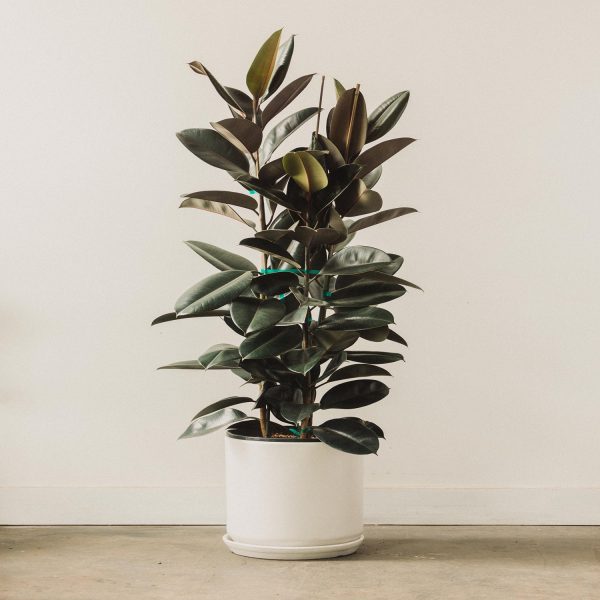 PHP-FICUS ELASTICA