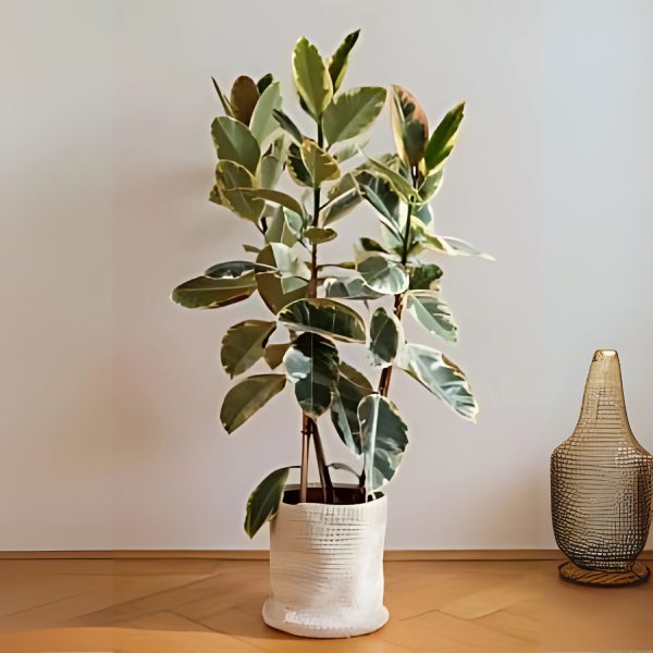 PHP-FICUS ELASTICA DOESCHERI