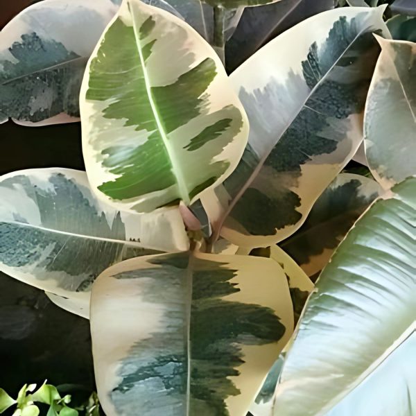 PHP-FICUS ELASTICA DOESCHERI - Image 3