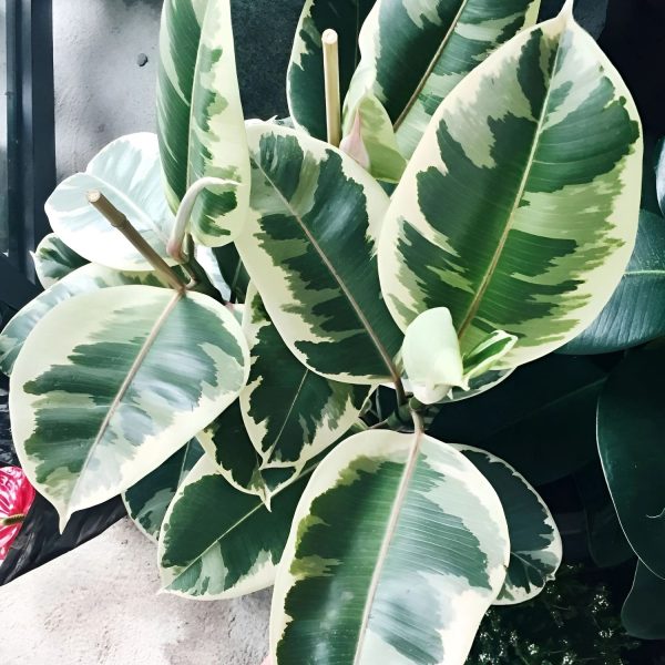 PHP-FICUS ELASTICA DOESCHERI - Image 2