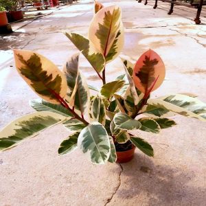 HP-FICUS ELASTICA VARIEGATA
