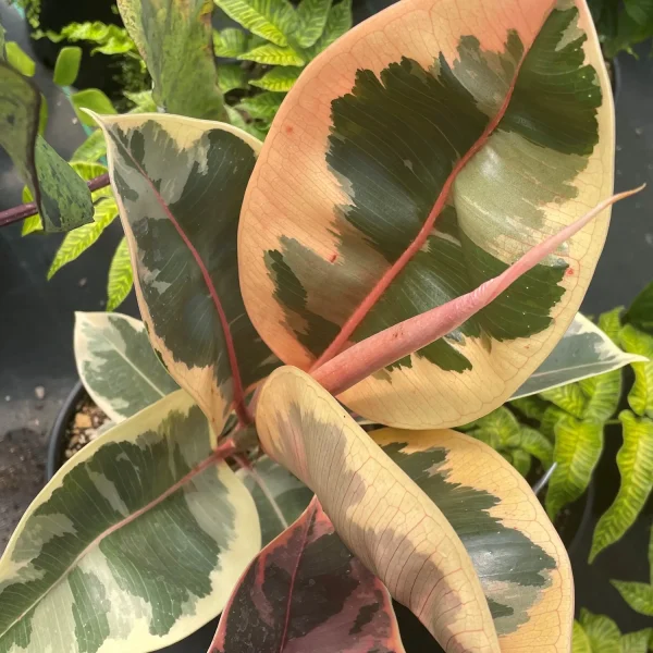 HP-FICUS ELASTICA VARIEGATA - Image 3