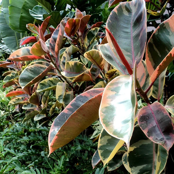 HP-FICUS ELASTICA VARIEGATA - Image 4