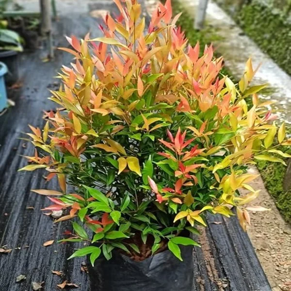 PHP-FICUS EUGENIA - Image 2