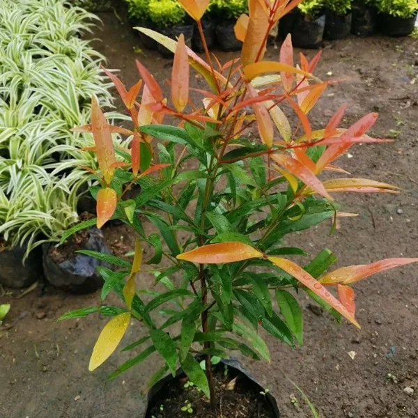 PHP-FICUS EUGENIA - Image 3