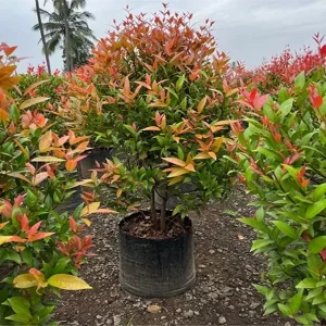 HP-FICUS EUGENIA