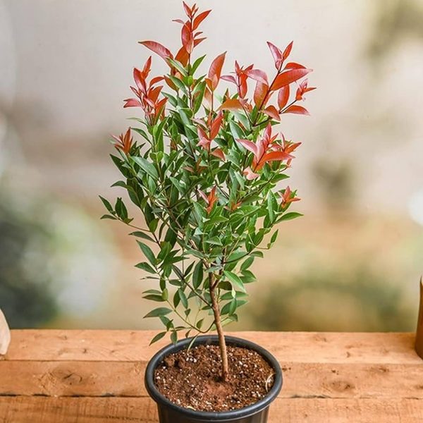 PHP-FICUS EUGENIA