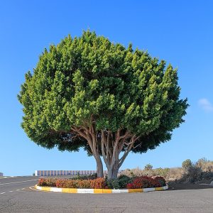 FICUS NITIDA