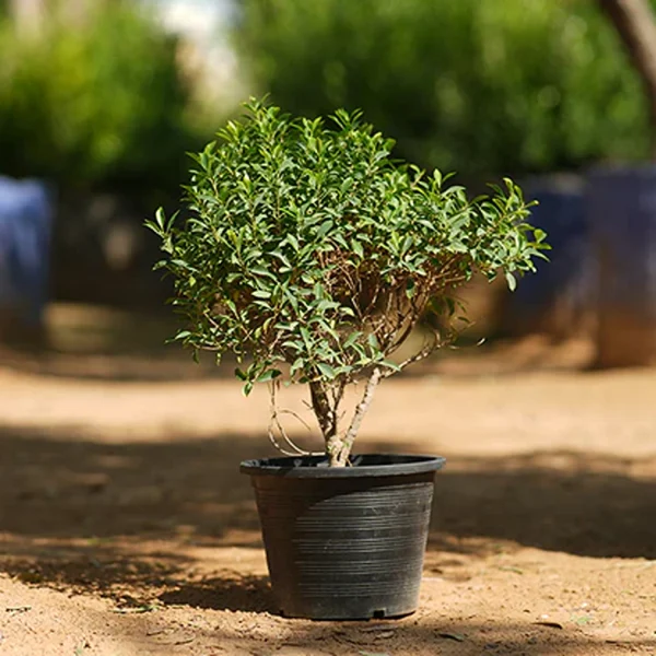 FICUS NITIDA - Image 4