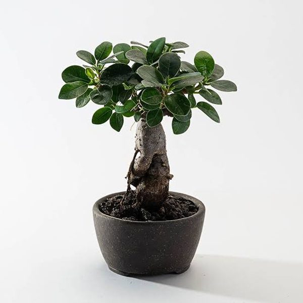 FICUS NITIDA
