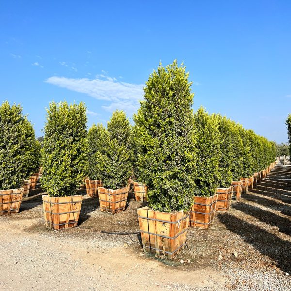 FICUS NITIDA - Image 6
