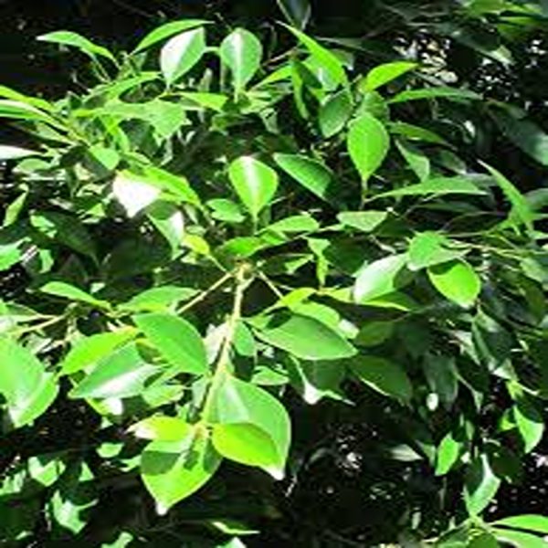 FICUS NITIDA - Image 3