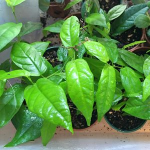FICUS RADICANS