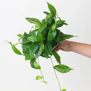 FICUS RADICANS