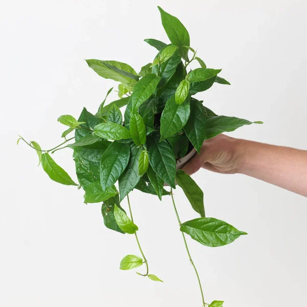 FICUS RADICANS - Image 2